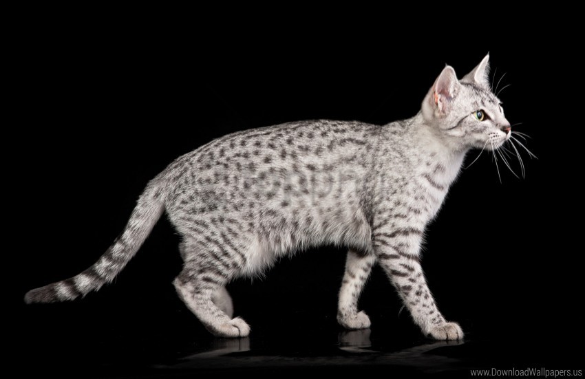 free PNG cat, color, egyptian mau, spotted wallpaper background best stock photos PNG images transparent