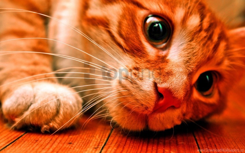 cat color face look red wallpaper background best stock photos - Image ID 160618