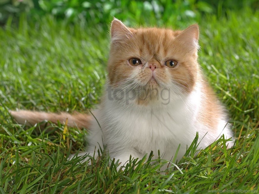 Cat Color Face Spotted Wallpaper Background Best Stock Photos