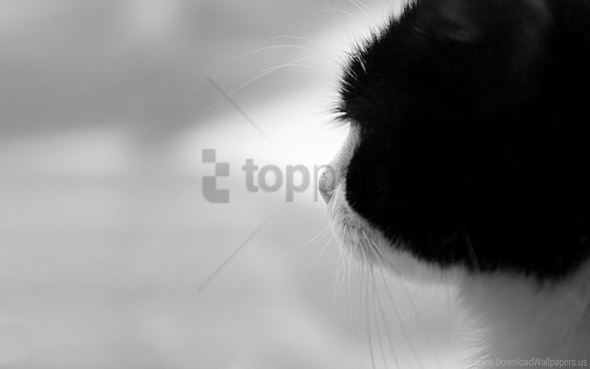 cat color hair muzzle wallpaper background best stock photos - Image ID 155392