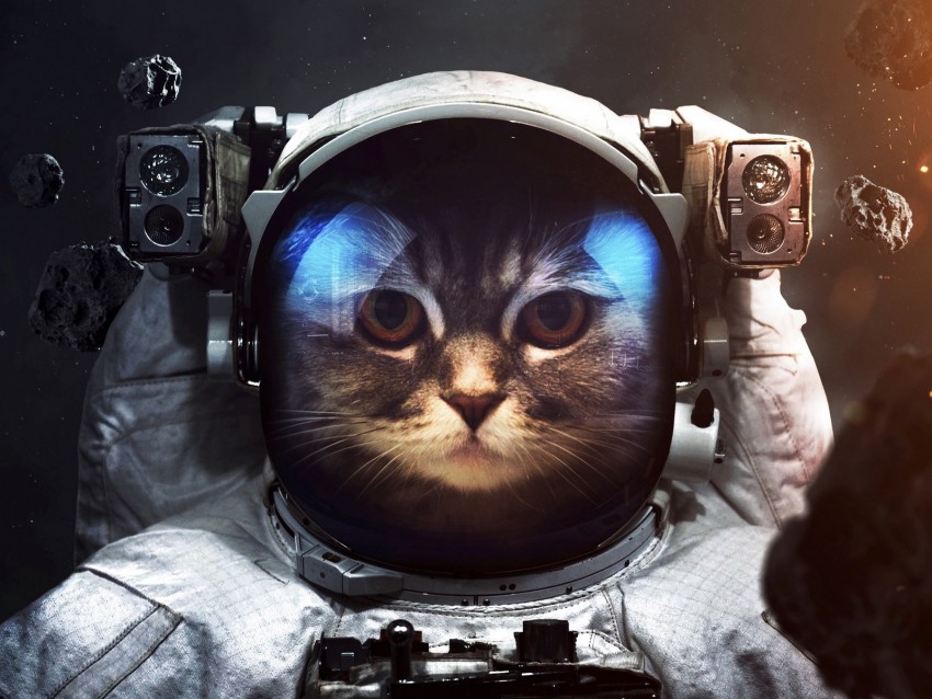 cat, cosmonaut, space suit, space
