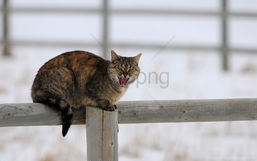 free PNG cat, cry, fence, sit, snow, winter wallpaper background best stock photos PNG images transparent