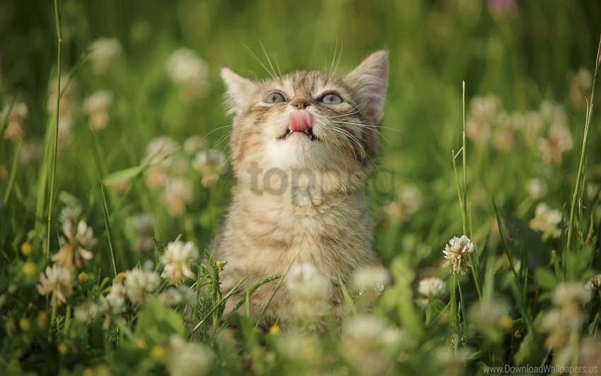 cat curiosity grass licking tongue wallpaper background best stock photos - Image ID 155947