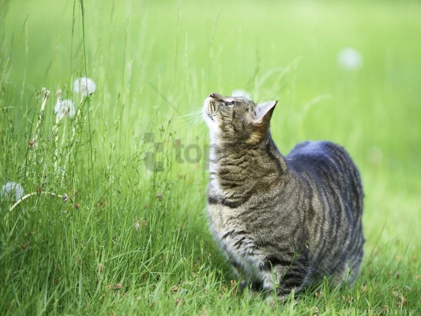cat curiosity grass observe thick walk wallpaper background best stock photos - Image ID 159784