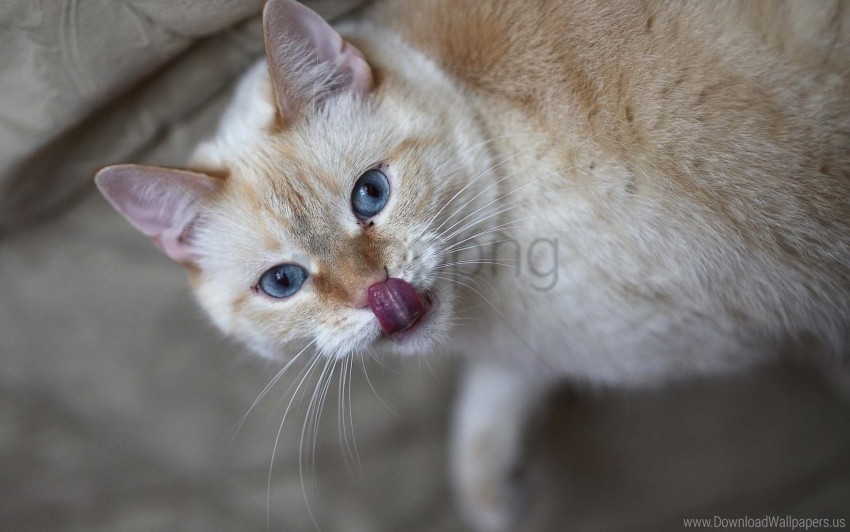 cat curiosity licked tongue wallpaper background best stock photos - Image ID 161263