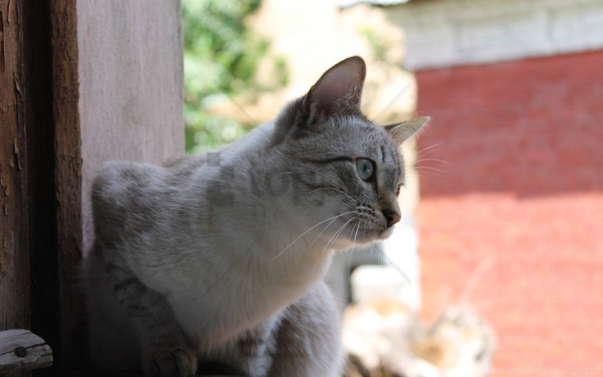 cat curiosity sitting street wallpaper background best stock photos - Image ID 160699