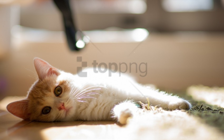 cat curious lie down mat wallpaper background best stock photos - Image ID 160708