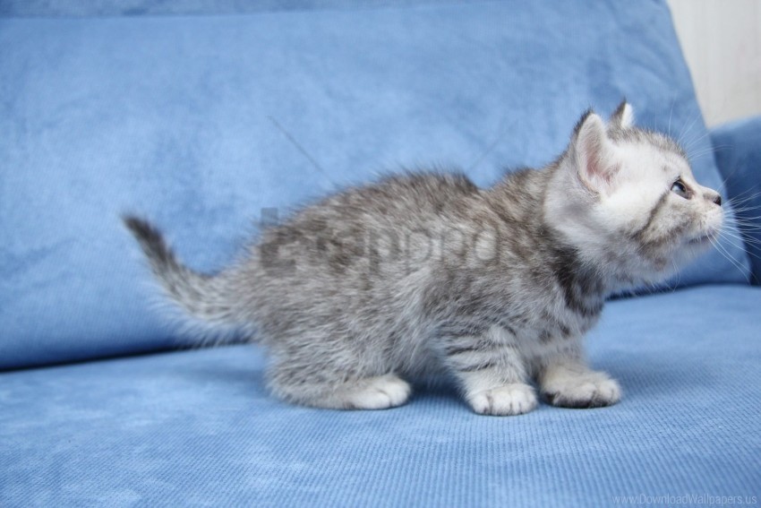 cat cute furry kitten wallpaper background best stock photos - Image ID 155329