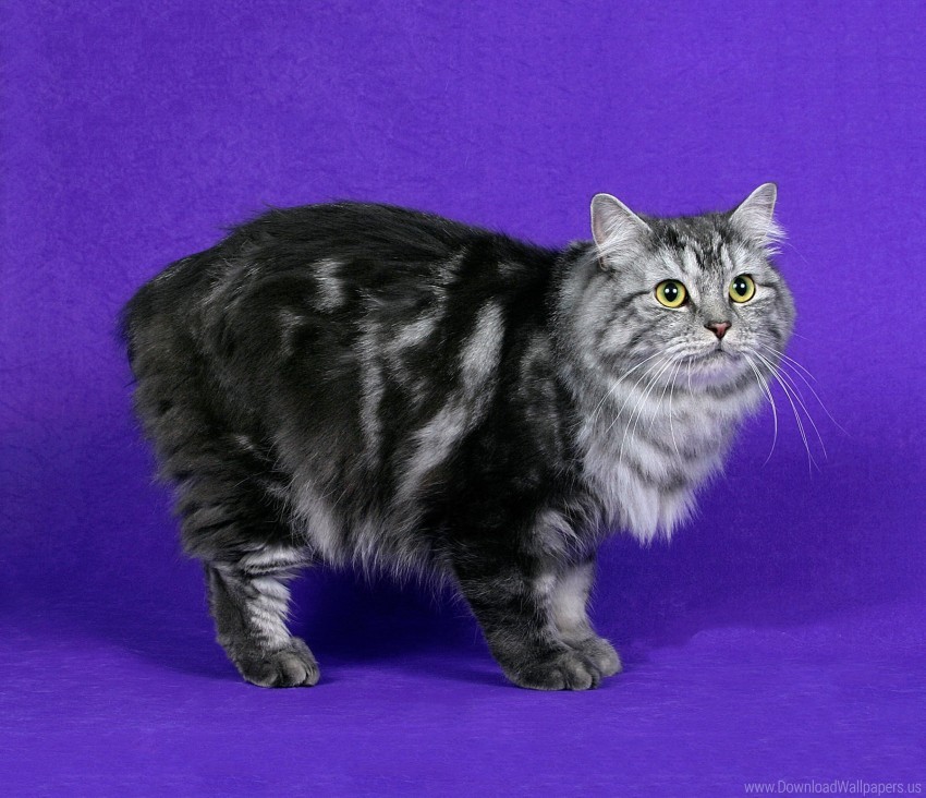 Cat Cymric Cat Furry Striped Wallpaper Background Best Stock Photos