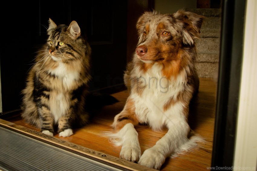 free PNG cat, dog, friends, furry, sit, spotted, wait wallpaper background best stock photos PNG images transparent