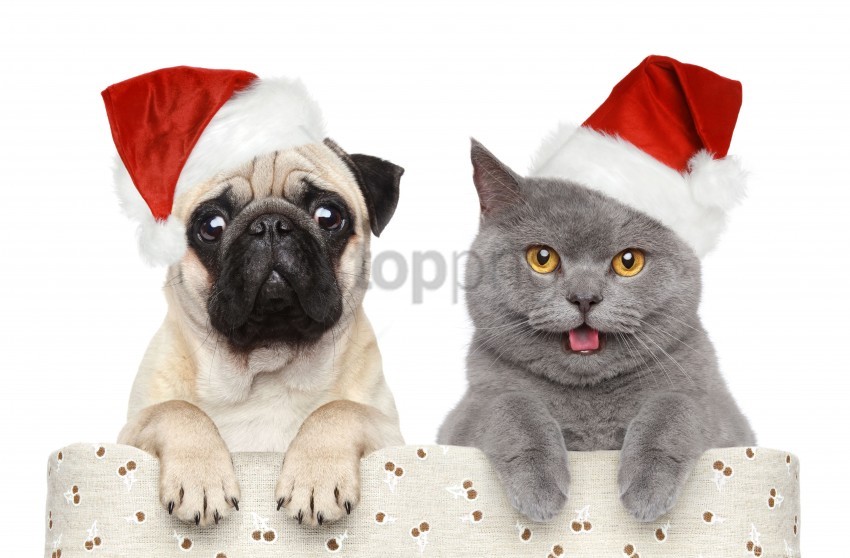 Cat, Dog, Funny, Hat  Wallpaper Background Best Stock Photos