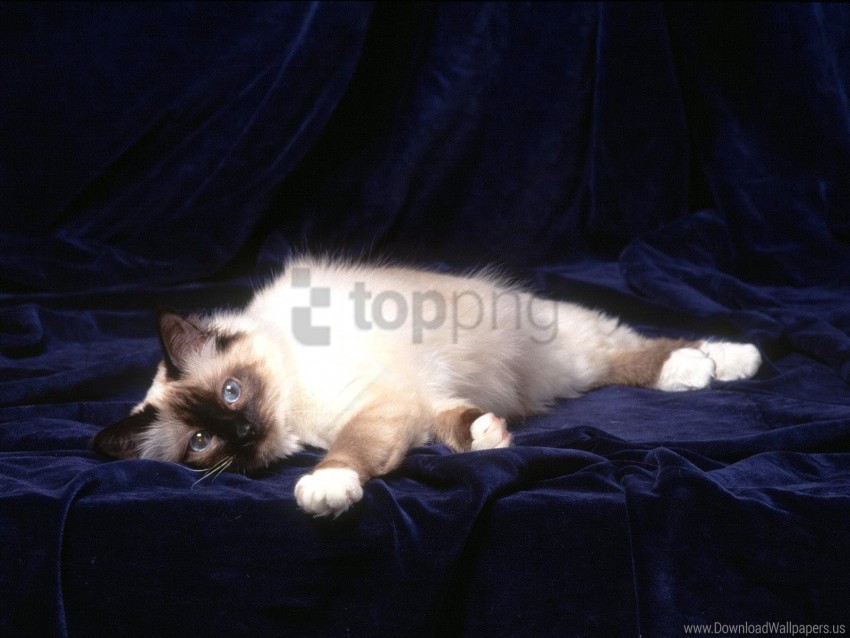 cat down fluffy photo shoot wallpaper background best stock photos - Image ID 160497
