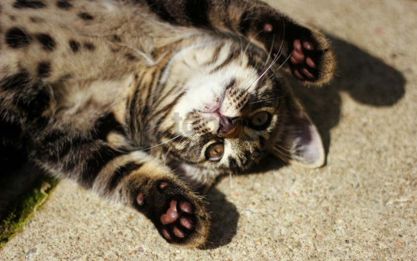 cat down paw shadow wallpaper background best stock photos - Image ID 160829