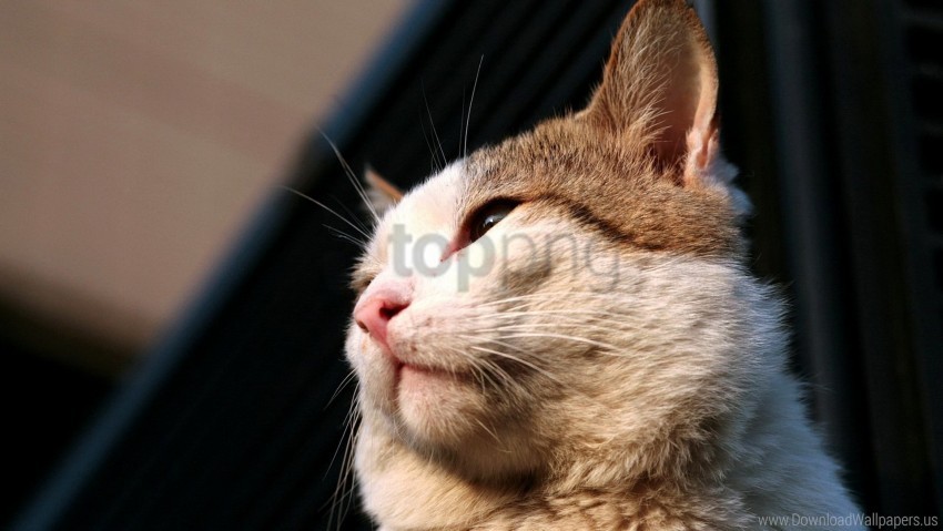 cat, ears, face, nose, shadow wallpaper background best stock photos@toppng.com