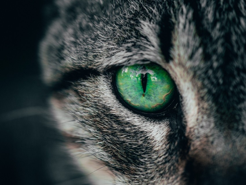 cat, eye, green, pupil, closeup