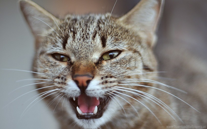 Cat Eyes Face Fear Screaming Wallpaper Background Best Stock Photos