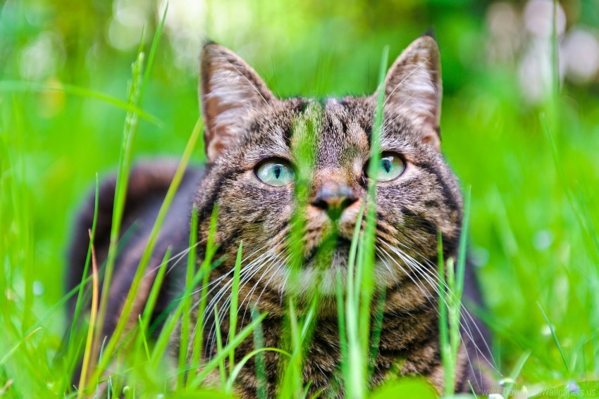 cat eyes face grass wallpaper background best stock photos - Image ID 160126