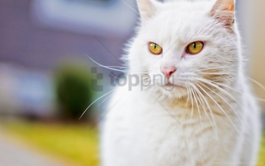 cat eyes face white wallpaper background best stock photos - Image ID 160598