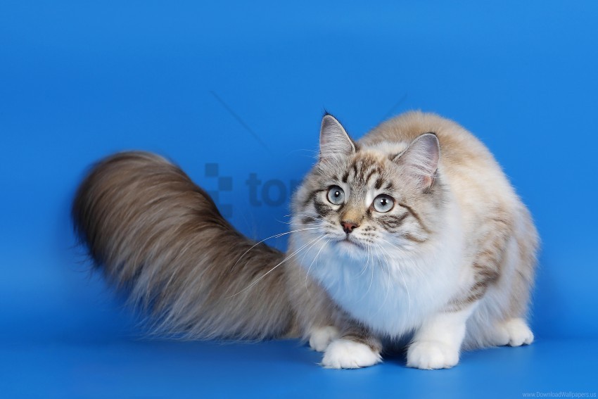 cat, eyes, fluffy tail, photoshoot wallpaper background best stock photos@toppng.com