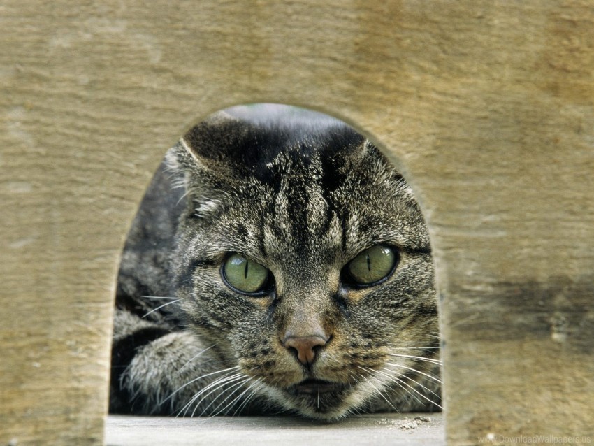 cat eyes gray green tabby wallpaper background best stock photos - Image ID 156720