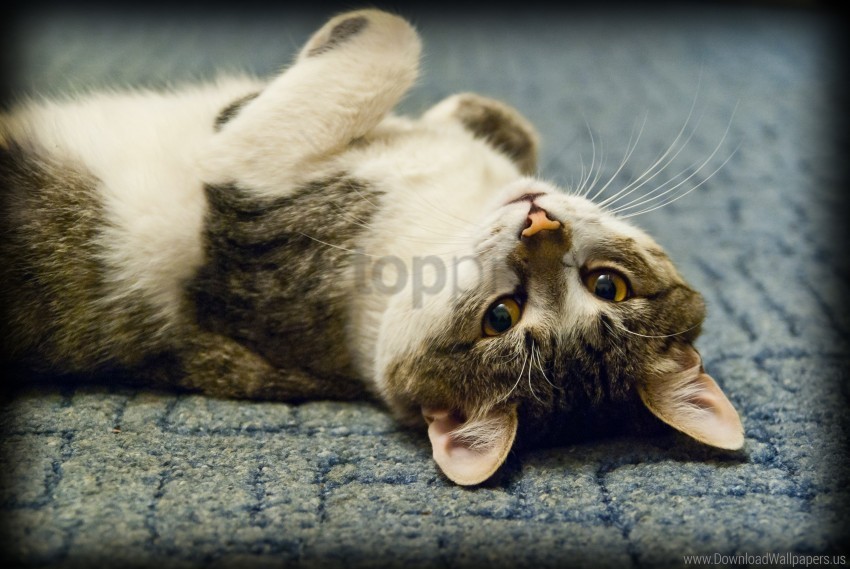cat eyes is look look wallpaper background best stock photos - Image ID 162011