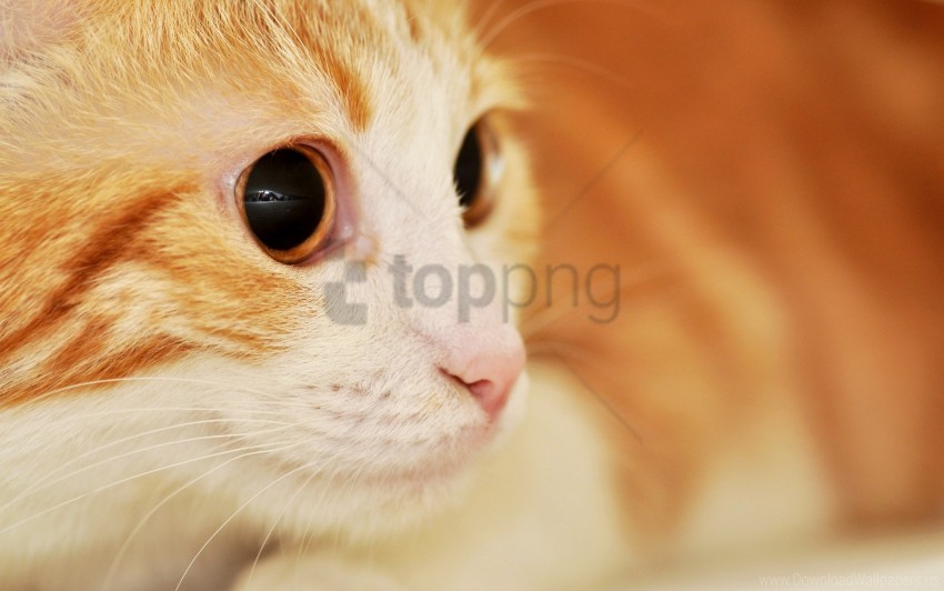 cat eyes muzzle spotted surprise wallpaper background best stock photos - Image ID 160786