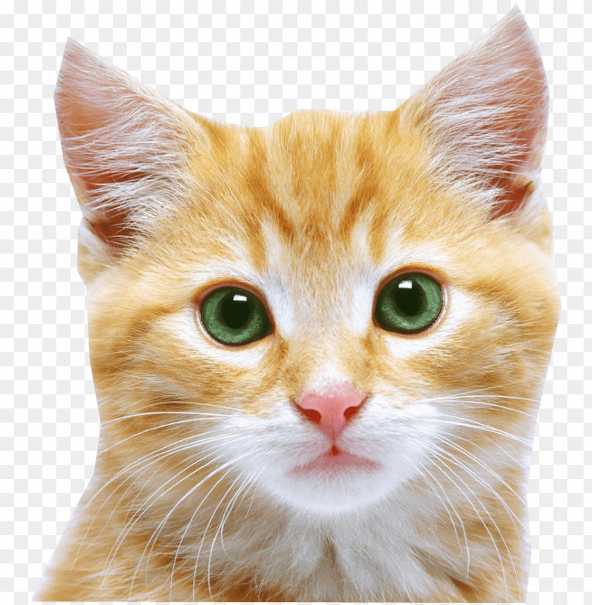 Cat Face Png Image With Transparent Background Toppng - girly cat face roblox