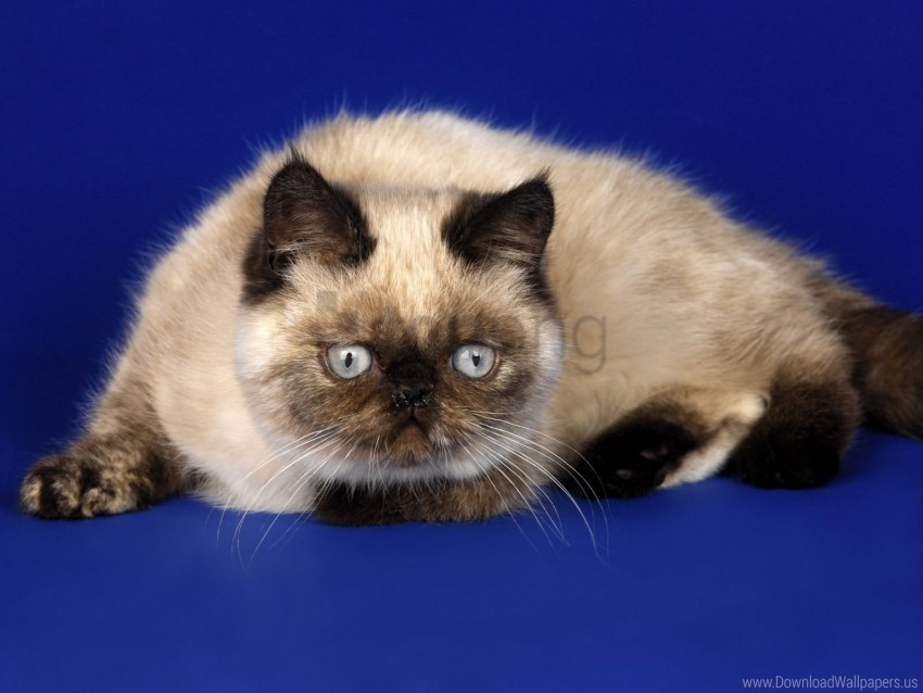 free PNG cat, face, fat, sit wallpaper background best stock photos PNG images transparent
