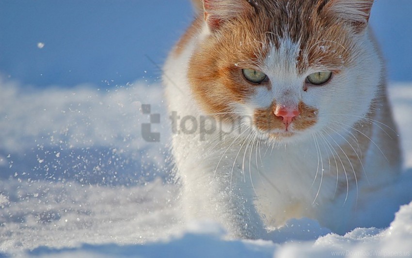cat, face, fat, snow, spotty wallpaper background best stock photos@toppng.com