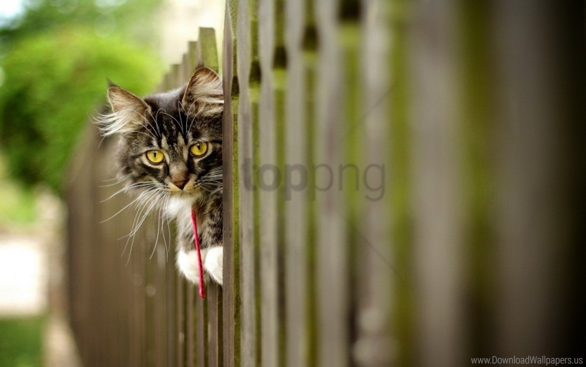 cat face fence furry wallpaper background best stock photos - Image ID 160157