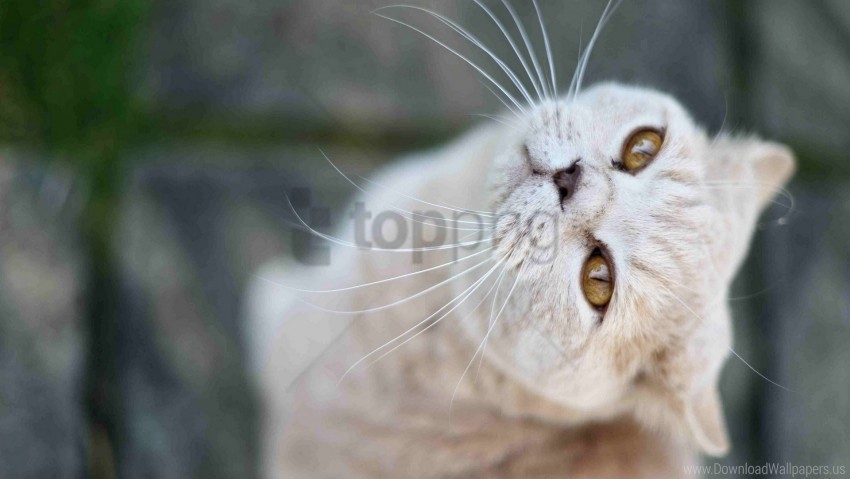 cat face good look nose whiskers wallpaper background best stock photos - Image ID 155261