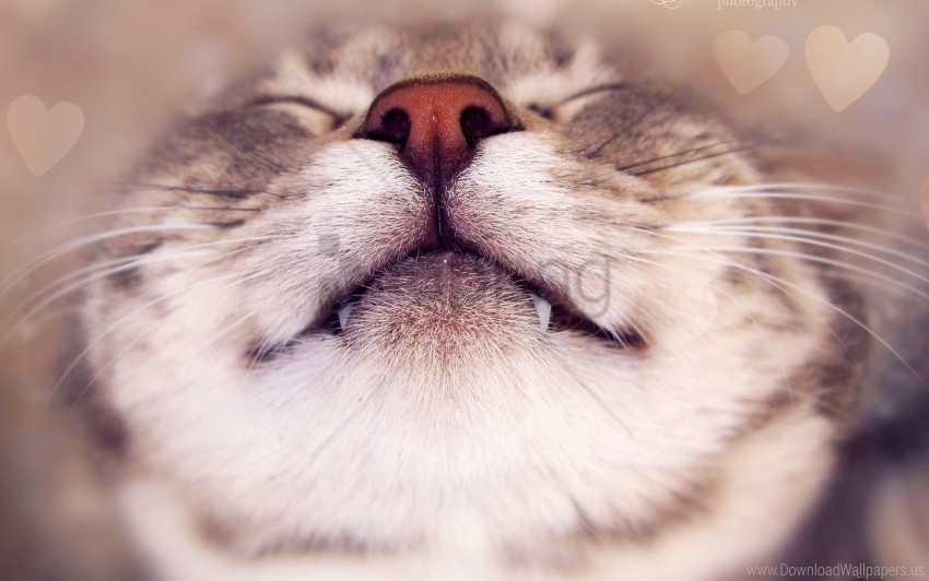 cat face happy heart nose wallpaper background best stock photos - Image ID 146843