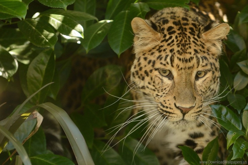 cat face leopard predator wallpaper background best stock photos - Image ID 148779