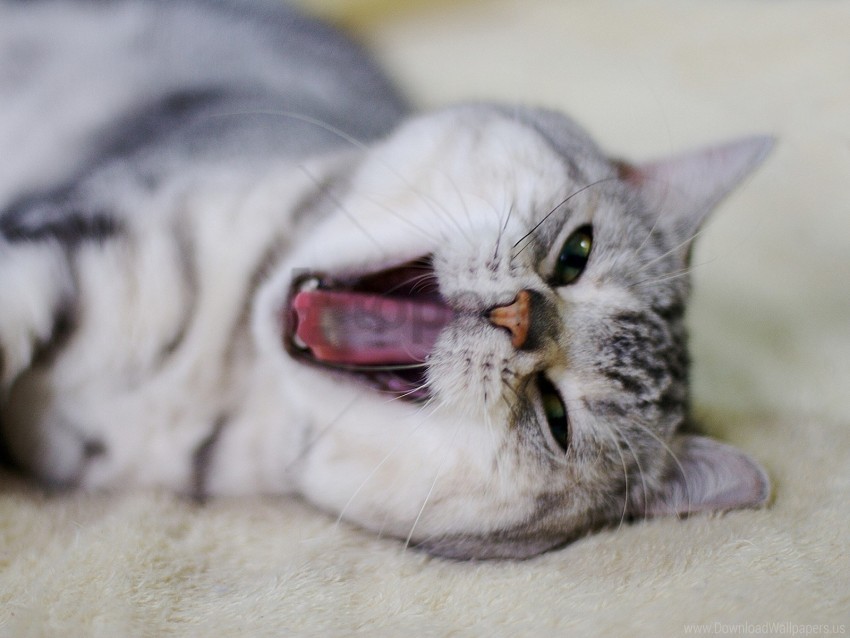 cat face mouth nose yawn wallpaper background best stock photos - Image ID 155499