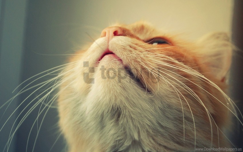 cat face mustache nose wallpaper background best stock photos - Image ID 157979