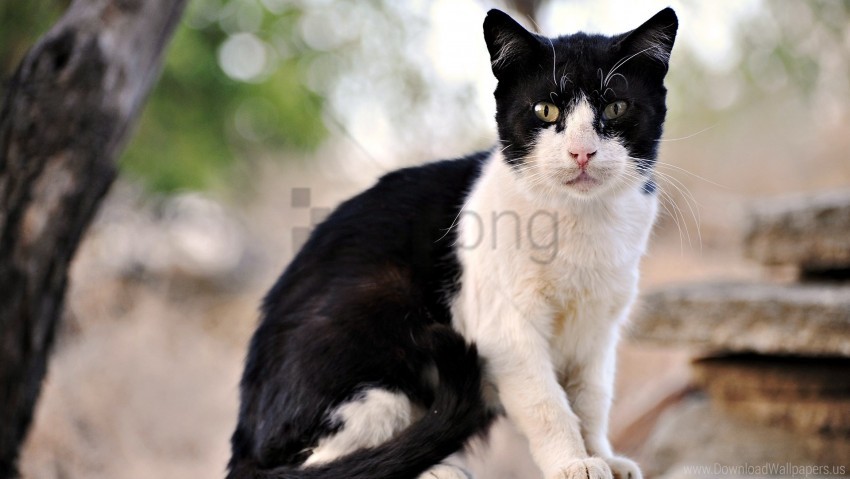 cat, face, mustache, outdoor, sit wallpaper background best stock photos@toppng.com