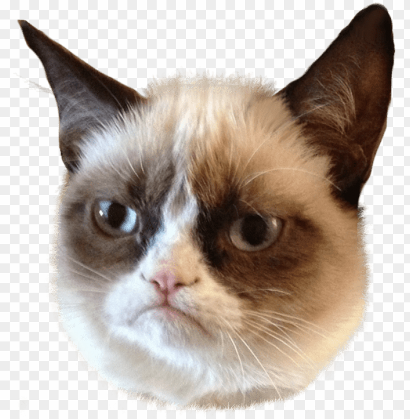 free PNG cat face png - grumpy cat PNG image with transparent background PNG images transparent