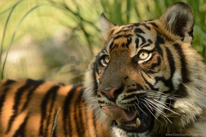 cat face predator sumatran tiger tiger tongue wallpaper background best stock photos - Image ID 157566