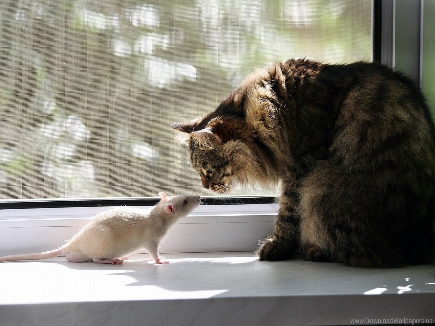Cat Familiarity Rat Window Sill Wallpaper Background Best Stock Photos