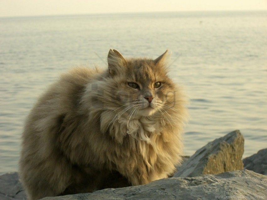 cat, fat, fluffy, river, sit wallpaper background best stock photos@toppng.com