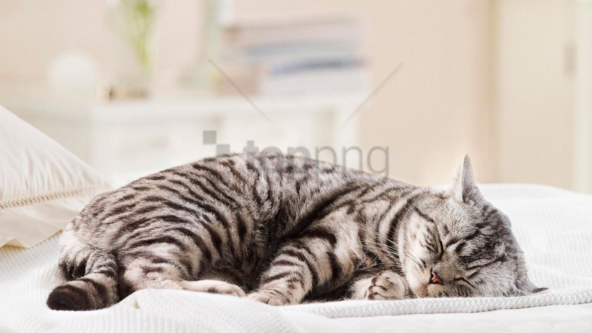 cat fat lie striped wallpaper background best stock photos - Image ID 160244