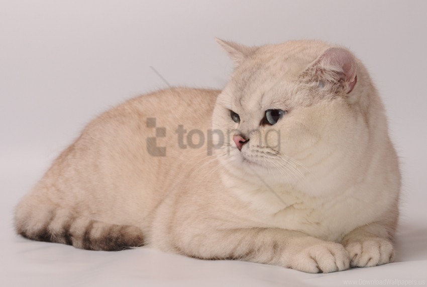 free PNG cat, fat, look wallpaper background best stock photos PNG images transparent