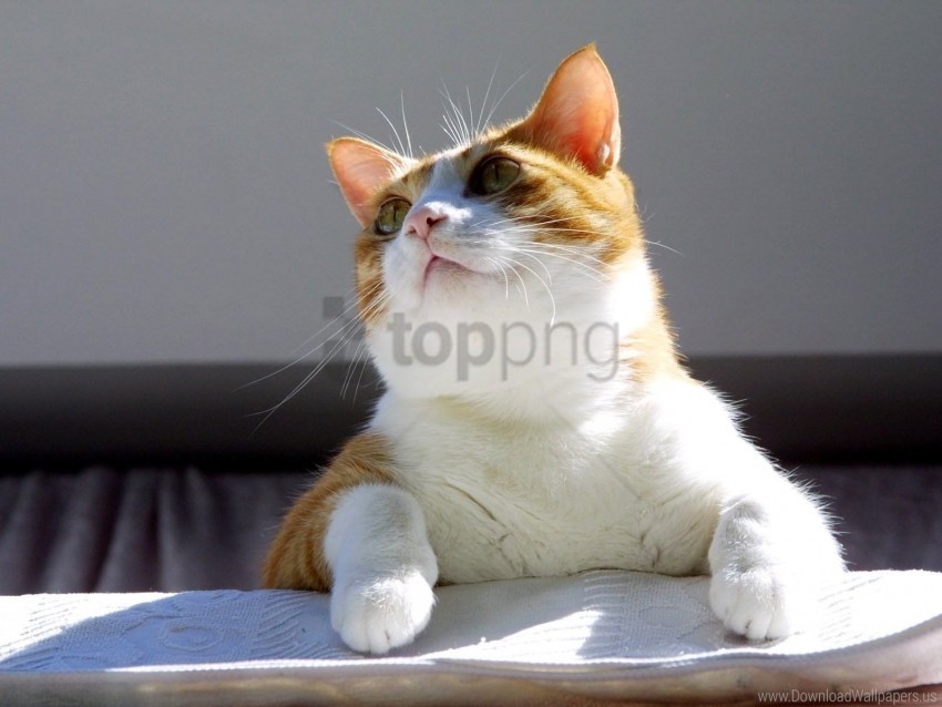 cat, fat, look wallpaper background best stock photos@toppng.com