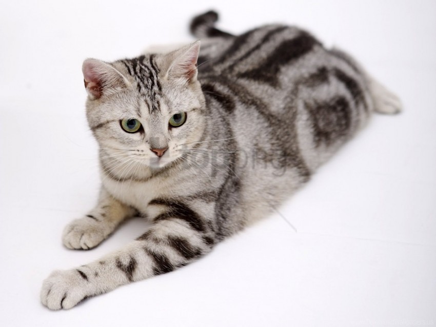cat, fat, lying, striped, thick wallpaper background best stock photos@toppng.com