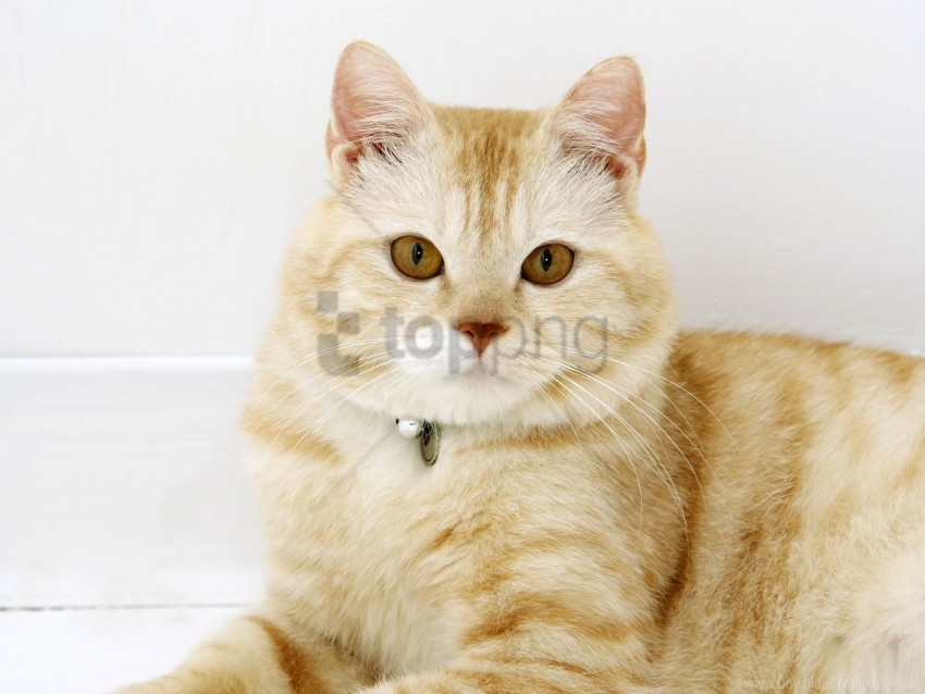 cat, fat, muzzle wallpaper background best stock photos@toppng.com