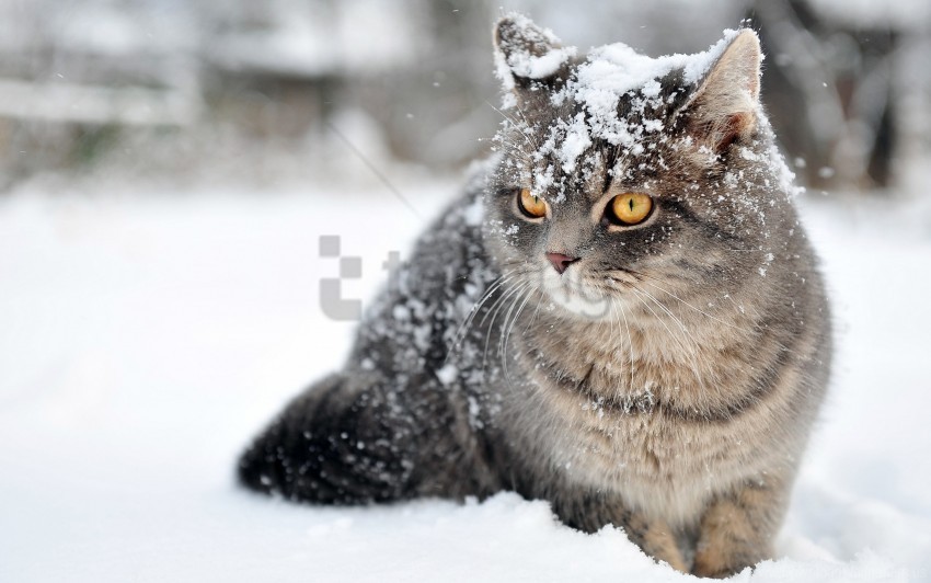 free PNG cat, fear, sit, snow wallpaper background best stock photos PNG images transparent