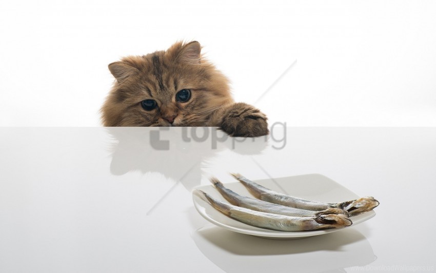 cat, fish, food, plate, table wallpaper background best stock photos@toppng.com