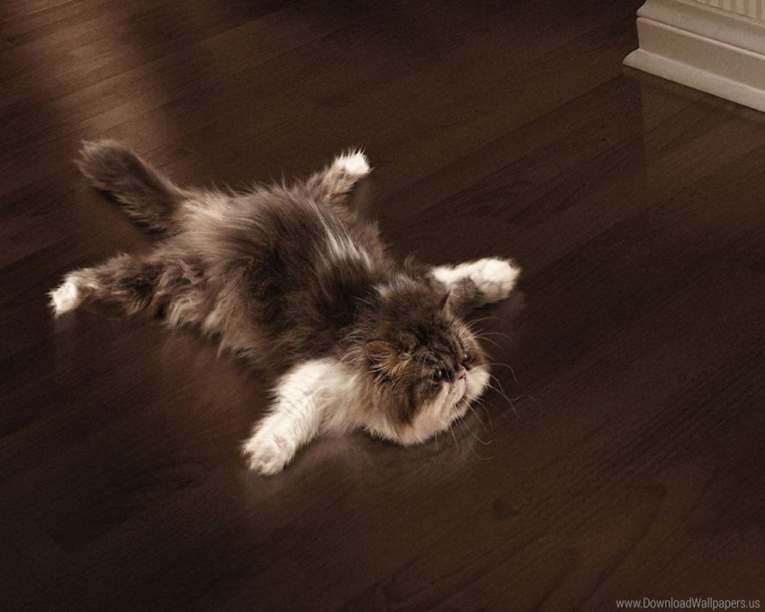 cat floor fluffy kitchen lie wallpaper background best stock photos - Image ID 150219