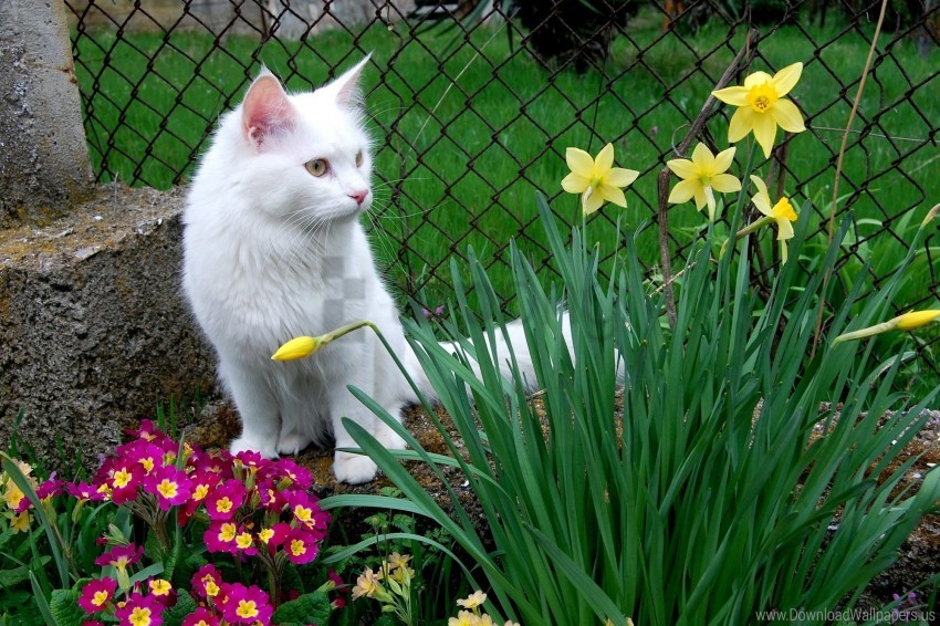cat flower bed flowers grass sitting white cat wallpaper background best stock photos - Image ID 155142