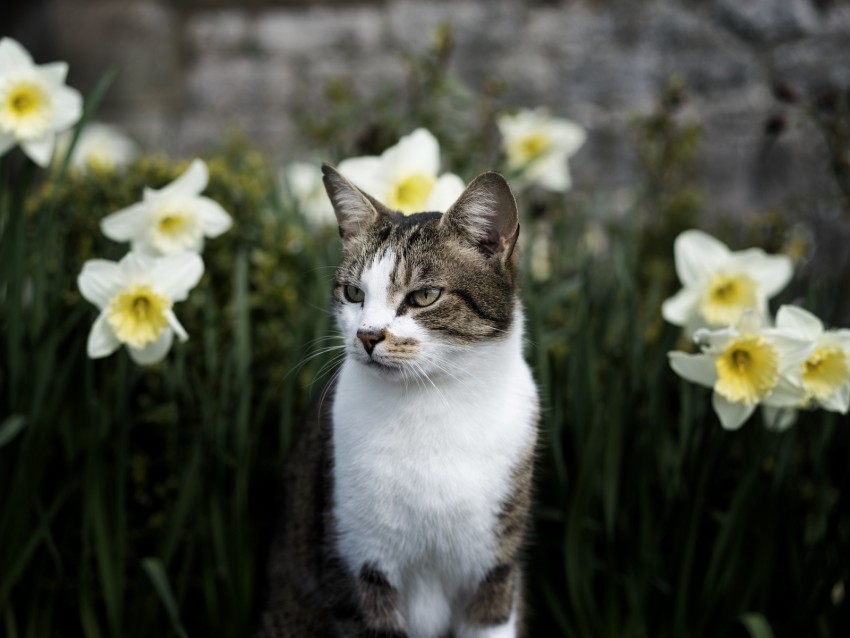 cat, flowers, glance, pet, animal